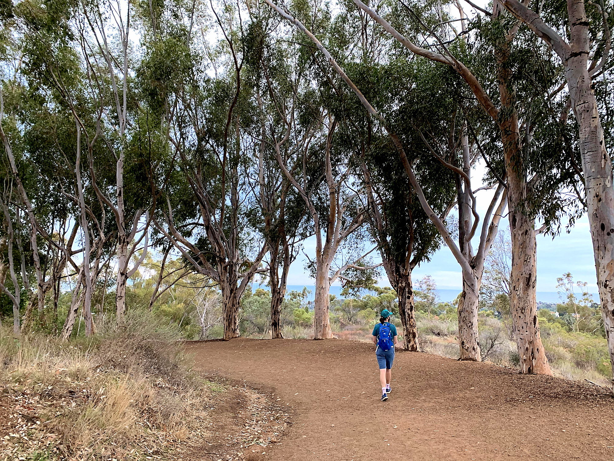 Urban Forest Bathing | Weekend Sherpa